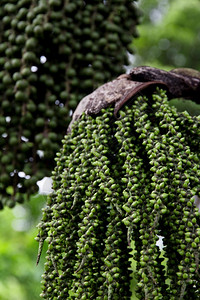农业曼谷生物阿伦加皮纳塔棕榈种子背景图片