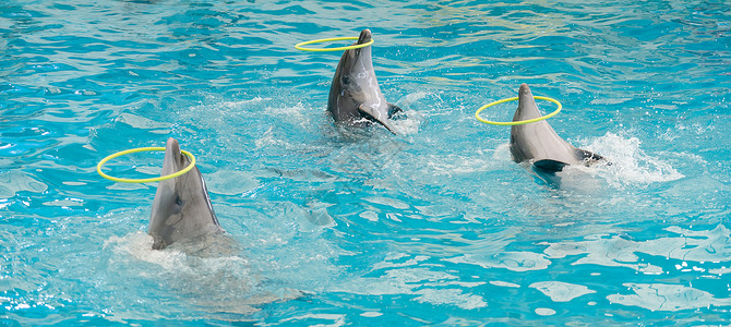 水族馆海豚表演套圈背景图片