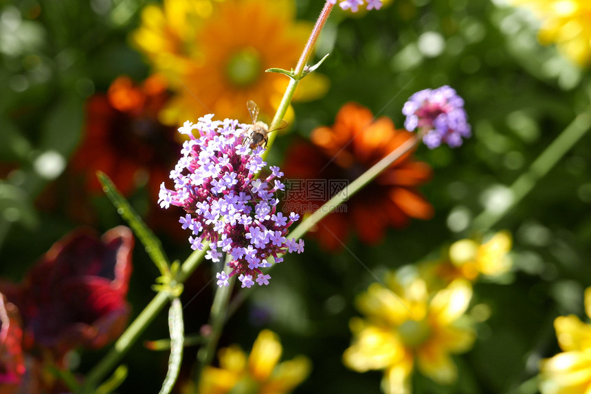 航班植物群紫花上的蜜蜂收集粉摇曳的图片