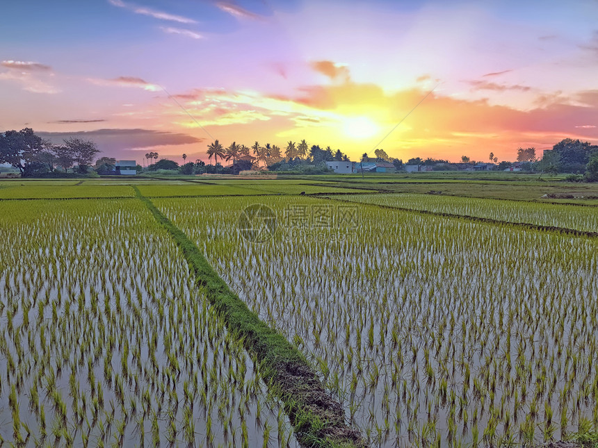 米旅游粮食印度Tiruvanamalai农村的稻田图片