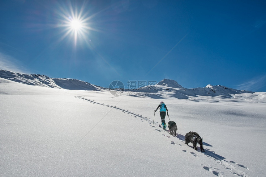 冬季滑雪的运动者与雪橇狗图片