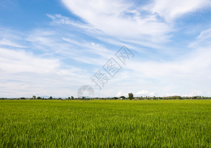 山地平线泰国农村云天下大片稻田泰国乡村一片茂密的天空下草图片