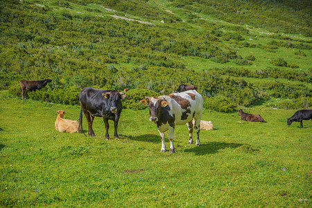 环境牛吃新鲜绿草的乳制品图片