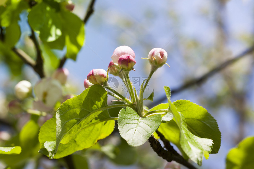 细节在春天的果园里水生意4月开花4月开花木头树图片