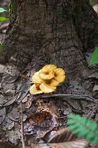 生物树木仙女森林中的蘑菇图片