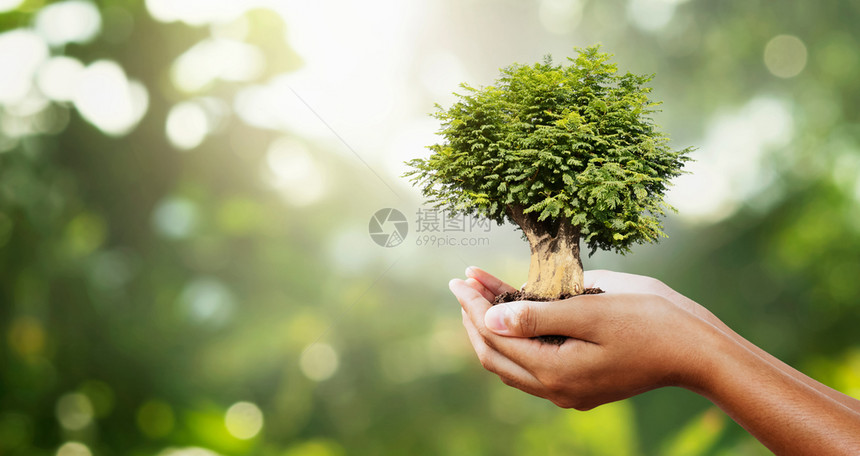 友好将手持树挂在模糊的绿上并带有阳光概念生态环境的图片