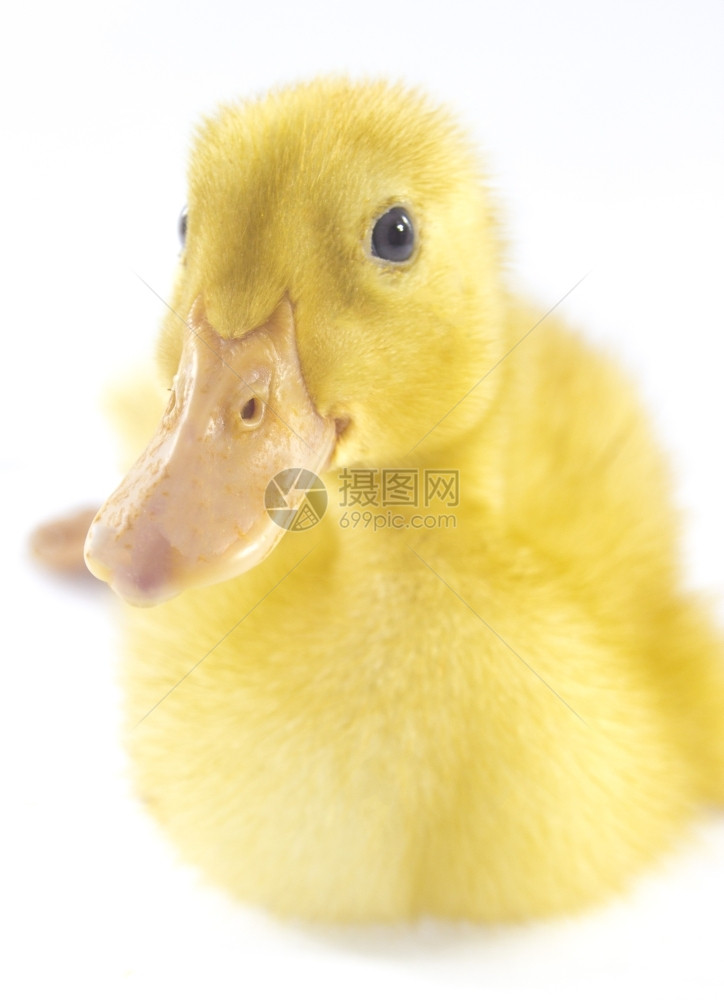 有趣的黄色鸭子年龄白孤立日蓬松的动物新图片