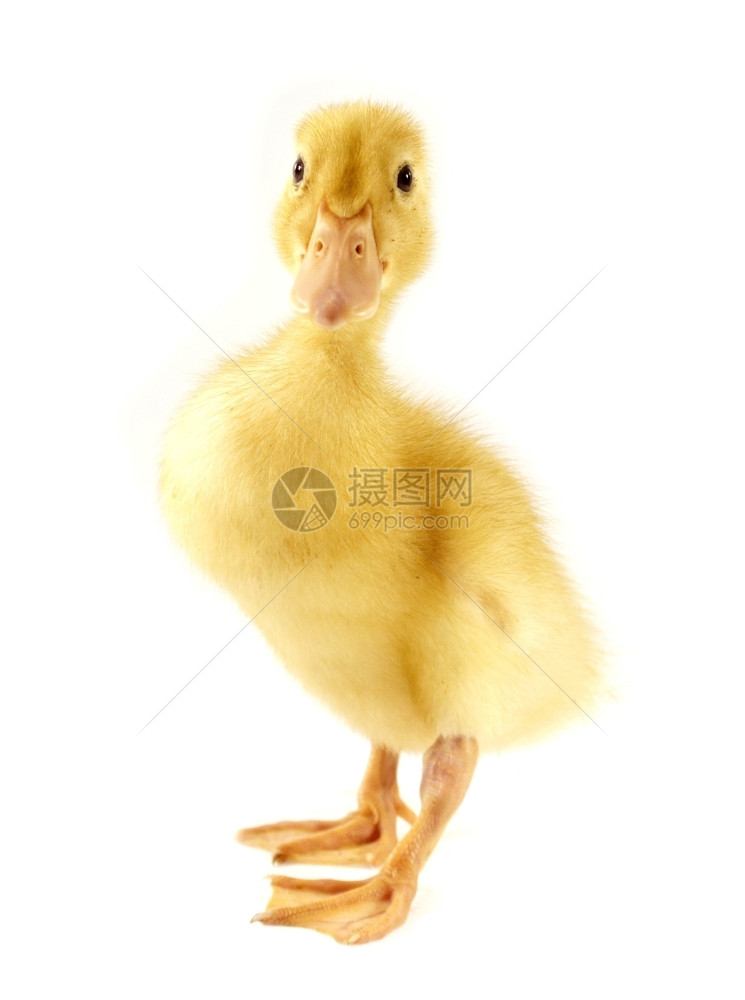 柔软度出生有趣的黄色鸭子年龄白孤立日蓬松的图片