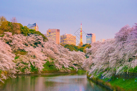 千鸟渊公园上野市四月日本东京的Chidarigafuchi公园背景