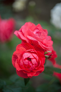庆祝情人节的明红玫瑰夜光闪亮的红玫瑰植物花美丽图片