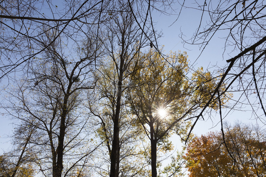 户外秋季光秃的落叶树顶但有些在秋季挂着发黄的美丽枝叶树落下自然图片