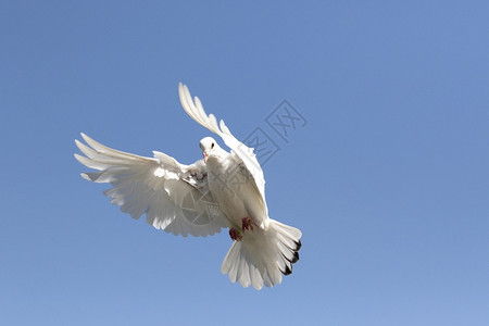 特点白羽鸽在清蓝的天空上飞翔动物自然图片
