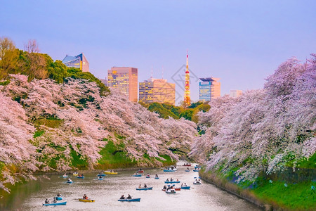 上野樱花花园日本东京的Chidarigafuchi公园满的旅行背景