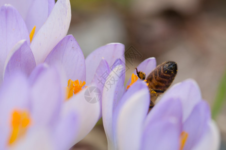 自然番红花上的蜜蜂飞颜色图片