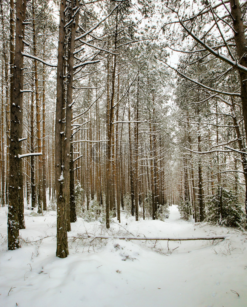 在冬天雪覆盖的松树冬季白雪无处不在树枝和地上的雪覆盖松树上都有白雪太阳到处清除图片