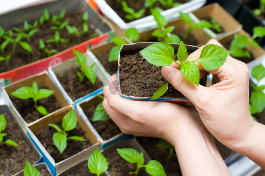 抓住女用手握着幼的苗在盒子上与其他小芽一起种植图片