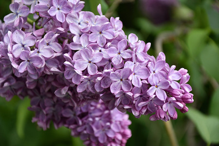 束季节新鲜的春日紫色彩丁香图片