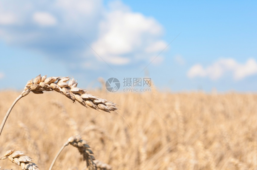 场地蓝色天空下黄小麦田采摘耳朵金的晴天图片