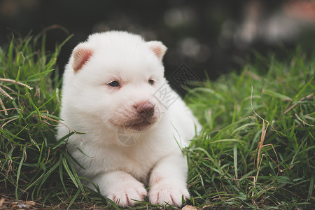 伦西基毛皮外部白西比亚哈斯基小狗在草地上美丽的背景