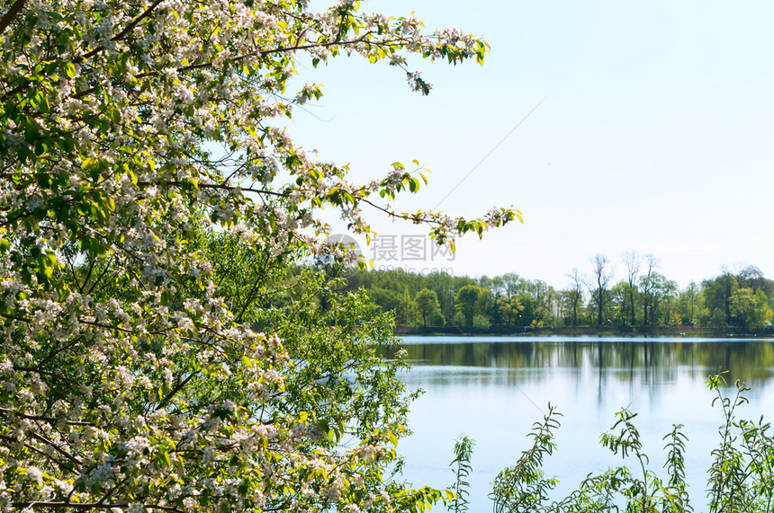 美丽季节盛开池塘和花的树湖上开花早春湖上的布什白花开树早春布什白池塘和开的树图片