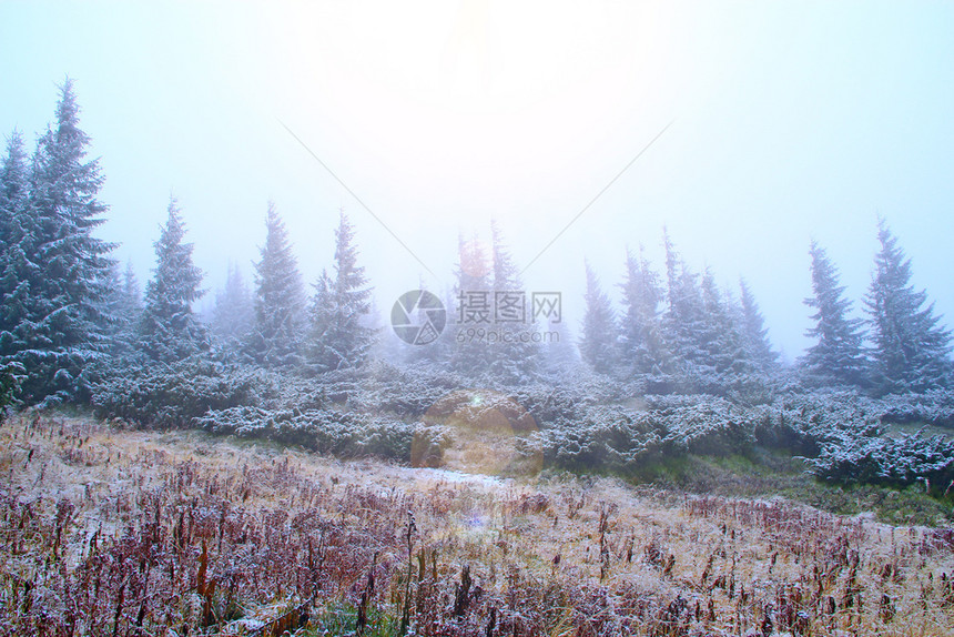 在一年中的第场雪之后在森林中清理冷杉树在一年中的第场雪之后在森林中清理云杉和干燥的灌木在云杉林中清理山草地算图片