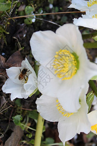 常绿蕊植物学近距离接蜜蜂授粉海勒博鲁斯图片