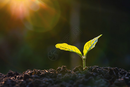 农场的植物生长日光背景农业种子养苗成长步骤概念和土壤播种幼苗图片