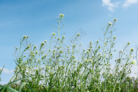 十字花科植物绿色杂蓝天背景下开花的关键植物的通用名称是Shepardrsquos钱包拉丁名Capsellabursapastoris白色的背景