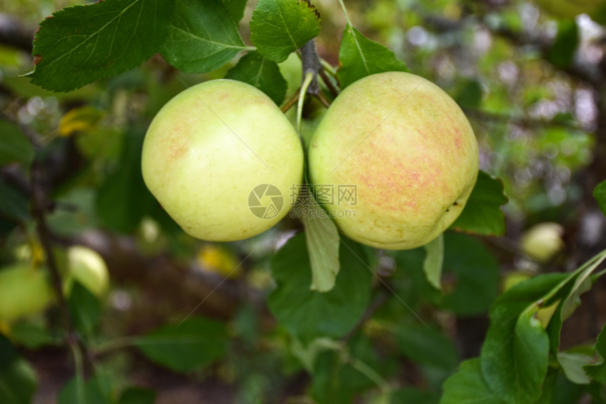 库尔曼黄色的食物关闭苹果树中生长成熟的黄苹果和红图片