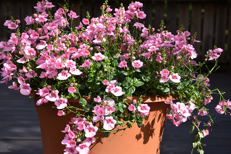 户外夏天美丽在花盆中紧贴粉红夏花图片