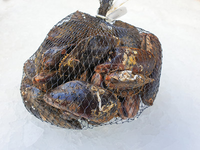 棕色的饮食冰上袋子里的新鲜生贝壳紧闭双类图片