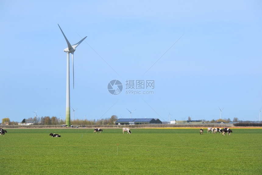 农村维林克蓝色的荷兰典型风景有奶牛和力涡轮机图片