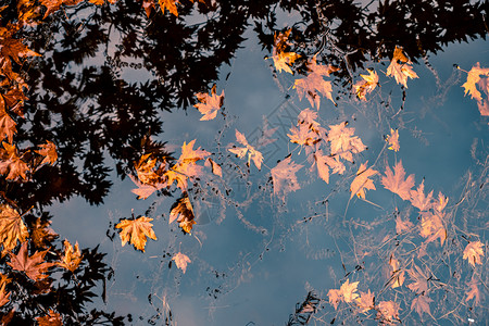 分支金叶和秋天树木在水中的反光树在水中户外十月图片