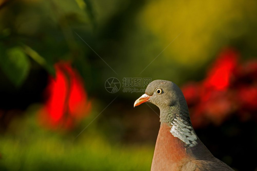 木头鸟在阳光明媚的清晨风下以红花和绿树为背景的夏日花园中木鸽子ColumbaPalumbus肖像一种图片