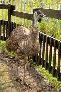 钼烷澳大利亚人鸟动物园一幅好奇的厄姆人照片图片