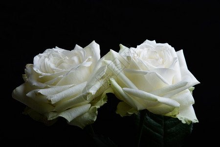 黑色背景的两朵白玫瑰母亲花瓣周年纪念日图片