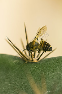 绿色蜜蜂用尖的钉子死去多刺蜜糖图片