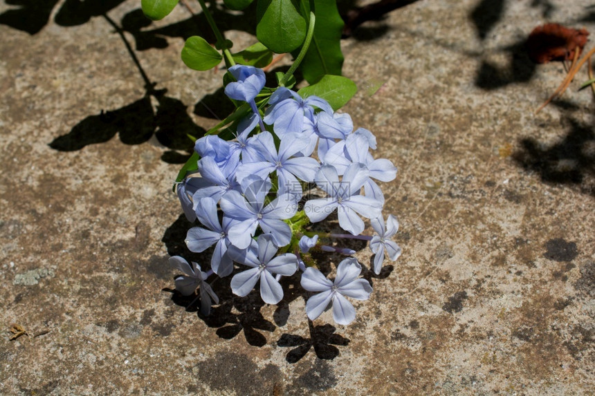 花卉细节图案背景束香味春天黎明图片