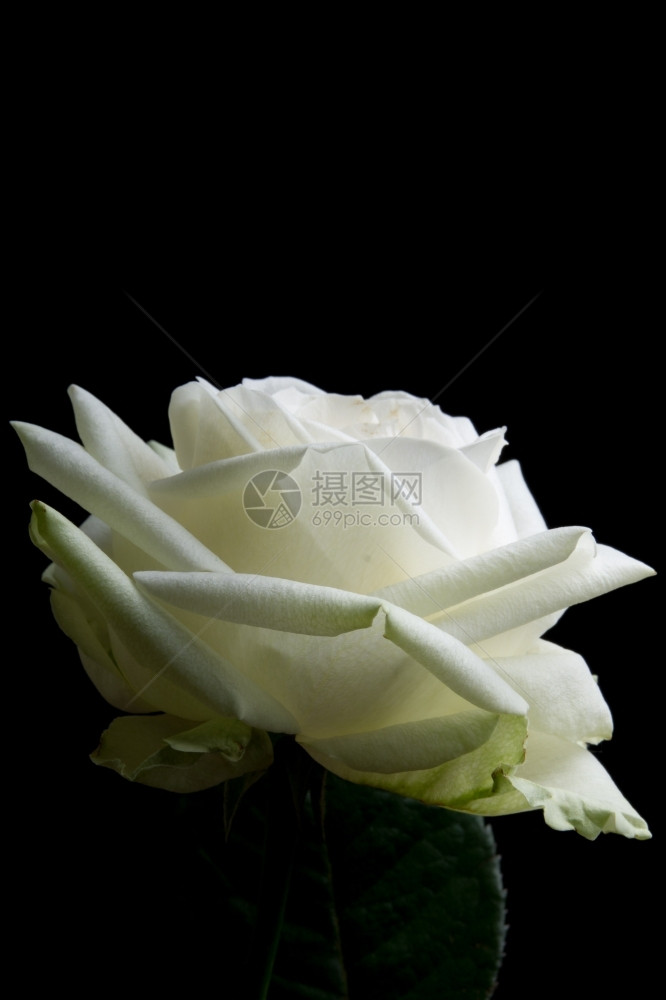 母亲黑色背景的白玫瑰植物群新鲜的图片