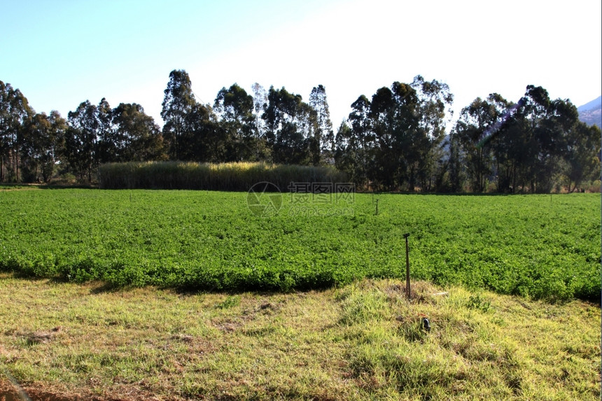多年生饲料食物灌溉下的绿色紫花苜蓿或卢塞恩田图片