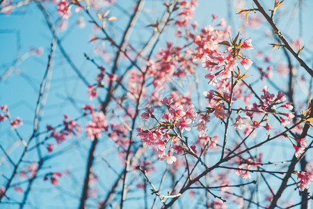 春天美日粉红花中的樱桃朵PinkFlowers花园图片