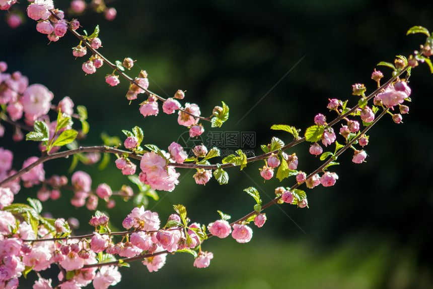 美丽的樱花图片