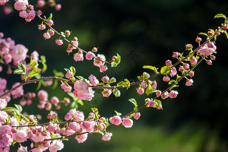 美丽的樱花奥夫钦尼科夫高清图片