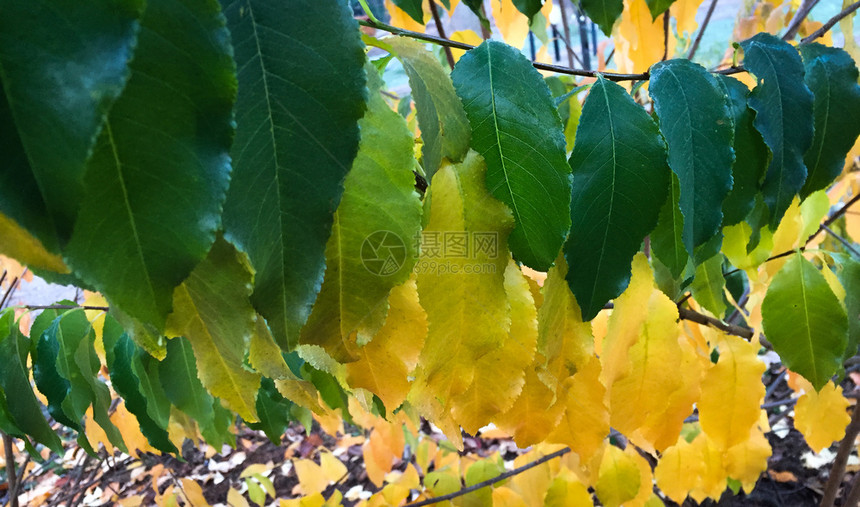 绞刑灌木秋天树上挂着绿叶和黄环境图片