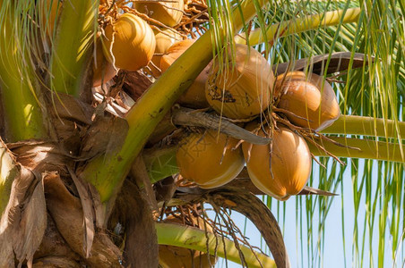 椰子树成熟的椰子图片