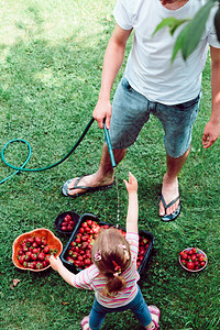 多汁的在花园中新鲜采摘到的洗草莓兄弟姐妹高架孩子图片