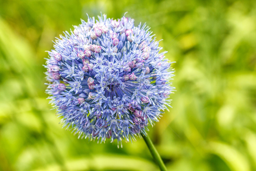 多年生球根状蓝色花洋葱青面状的蓝洋葱夏季在城市公园盛放花朵装饰着绿草背景上的蓝色结以绿草为背景大蒜图片