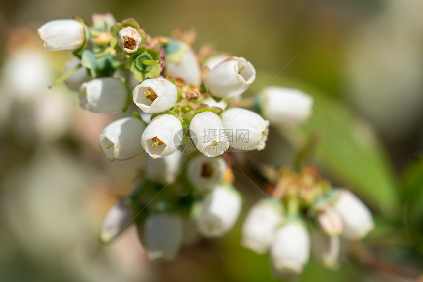 植物群花头生态系统蓝莓越橘开花图片