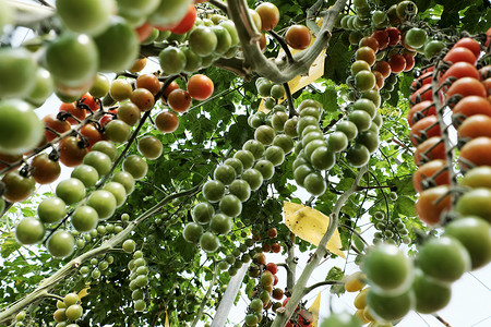 番茄树分支生长越南达拉特番茄樱桃厂有机农业产品的生力令人惊异叹越南的背景
