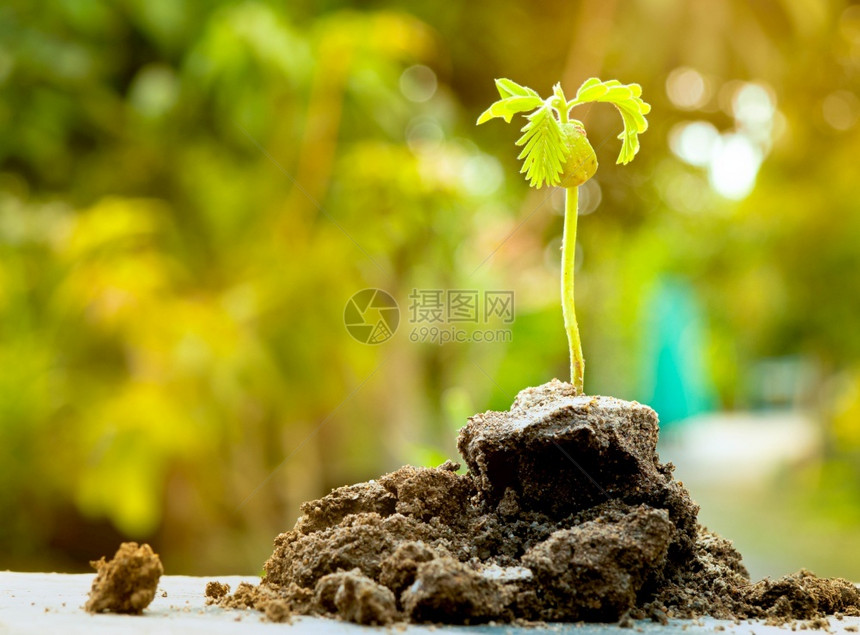 地面幼苗正在从富饶的土壤中生长阳光明耀绿色大自然布基亚背景绿化世界和地球日的概念散景生活图片